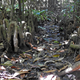 Knee roots protruding from the ground, which help trees to exchange gases in waterlogged conditions.